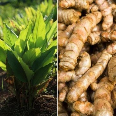 Selam Termeric seeds 1 kg
