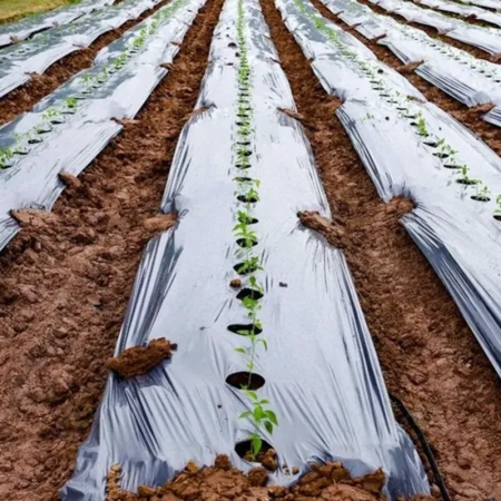 Mulching paper 25Mic-1MT-400 (Gajraj) Central Hole